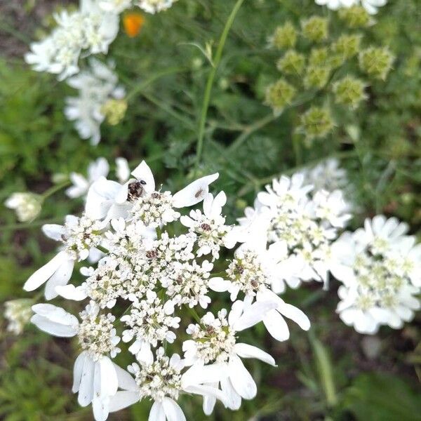 Orlaya grandiflora Flor