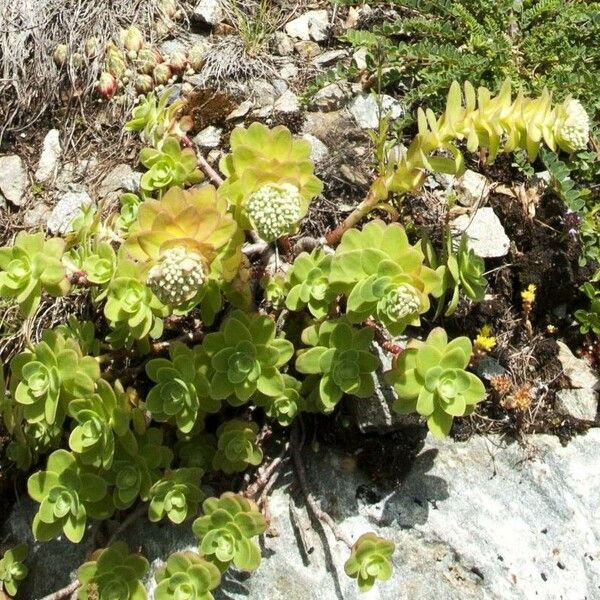 Hylotelephium anacampseros Lehti