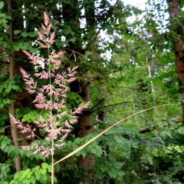 Poa trivialis Flower