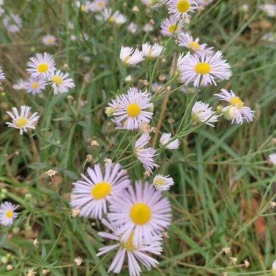 Erigeron speciosus फूल