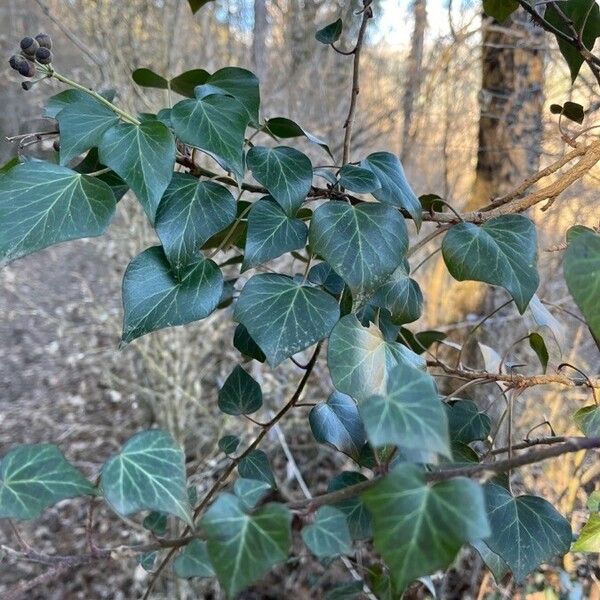 Hedera helix برگ