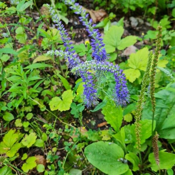 Veronica spicata Цвят