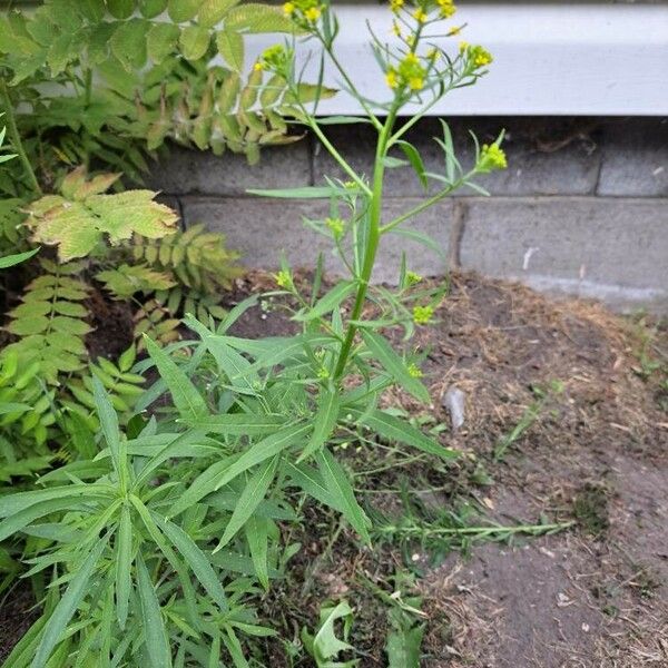 Erysimum cheiranthoides Blüte