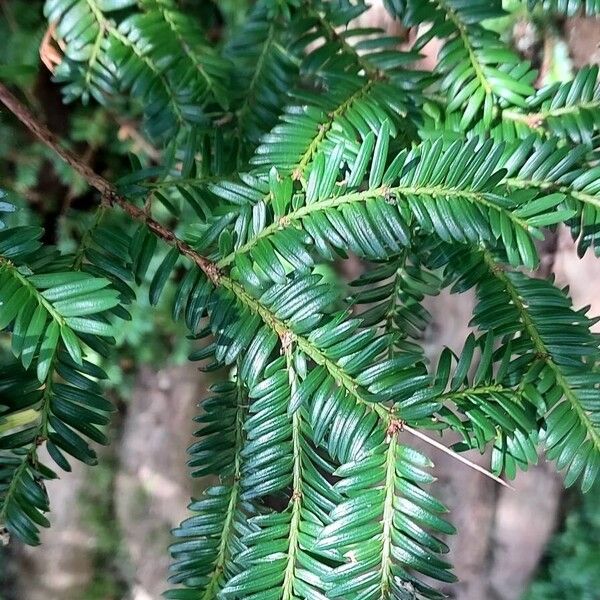 Taxus brevifolia Lapas