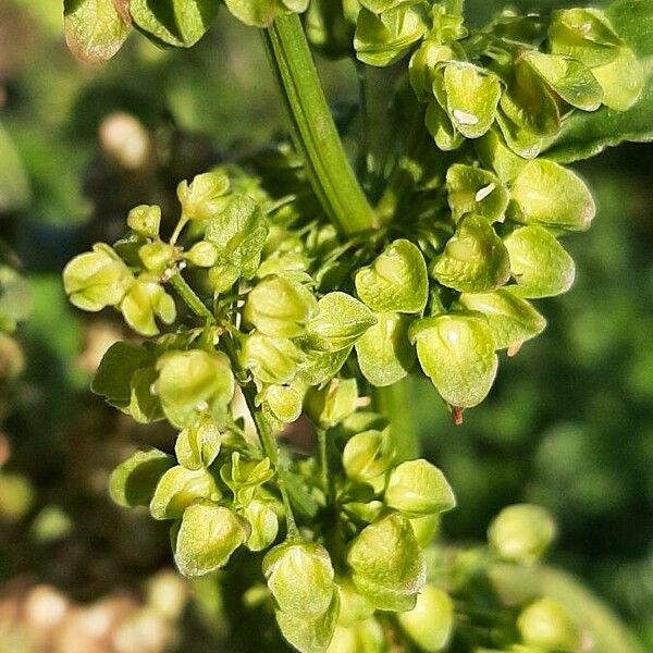 Rumex crispus ᱵᱟᱦᱟ