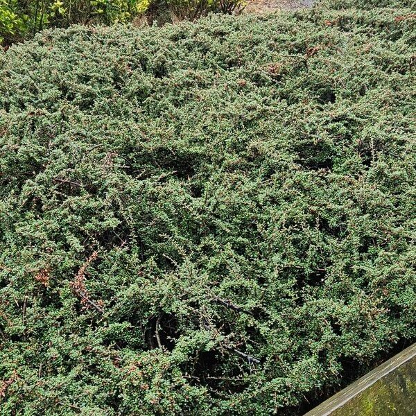 Cotoneaster microphyllus Habitus