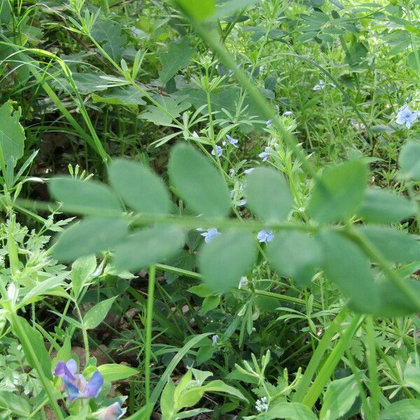 Vicia dumetorum Leaf