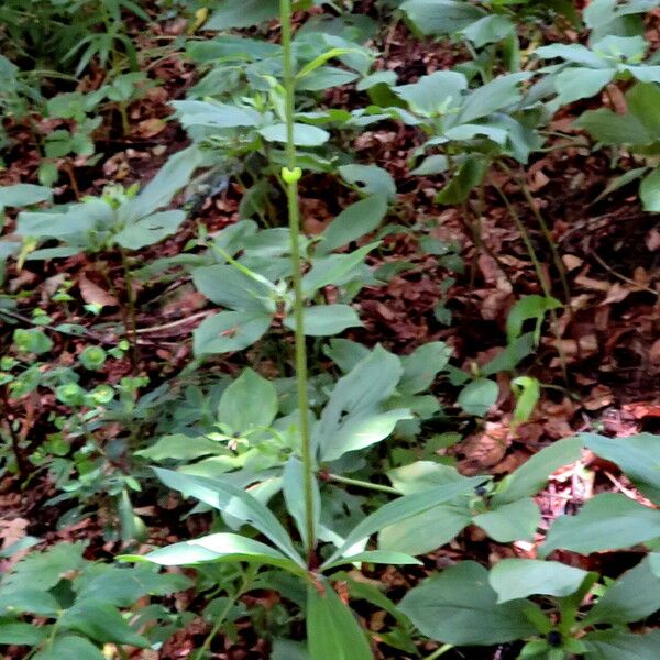 Lilium martagon ശീലം