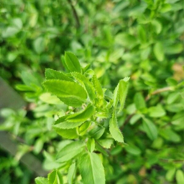 Ononis arvensis Leaf