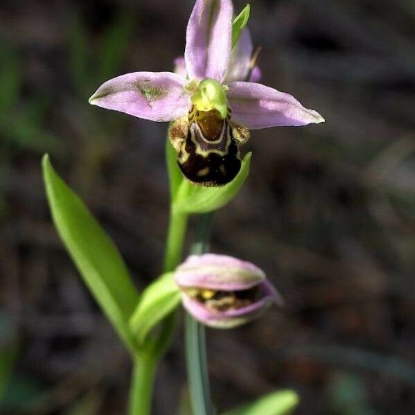 Ophrys apifera Floare