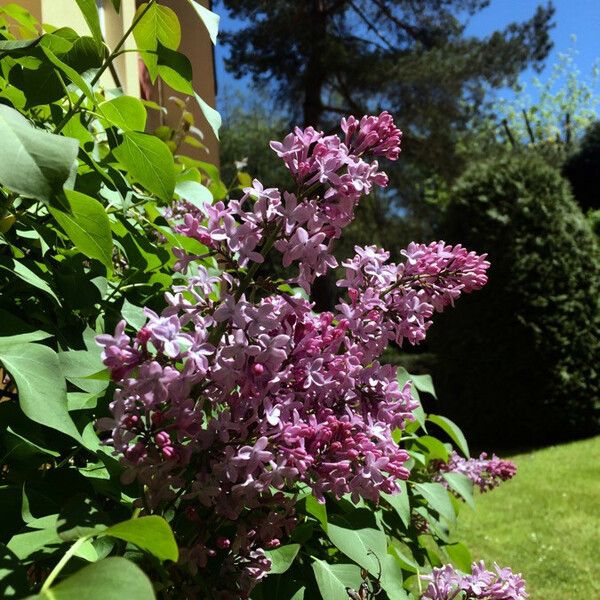 Syringa vulgaris Floare