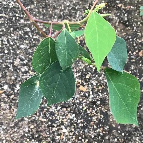 Homalanthus populifolius Leaf