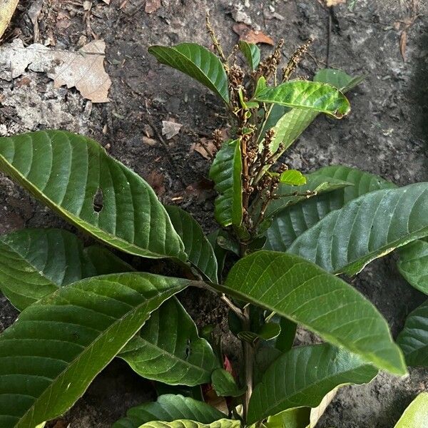 Eriocoelum macrocarpum Лист