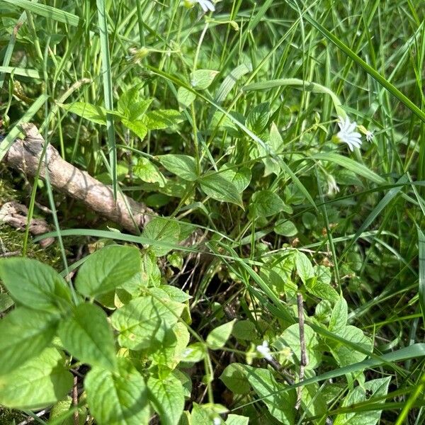 Stellaria nemorum Habit