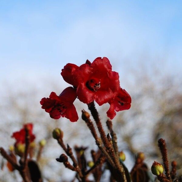 Rhododendron beanianum Květ