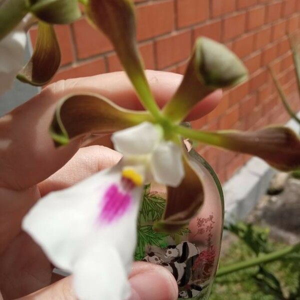 Encyclia cordigera Flower