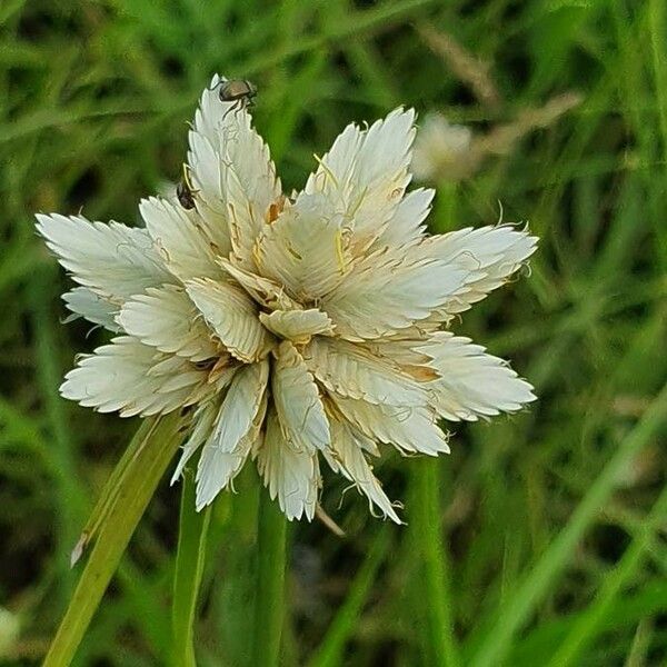 Cyperus niveus Kvet