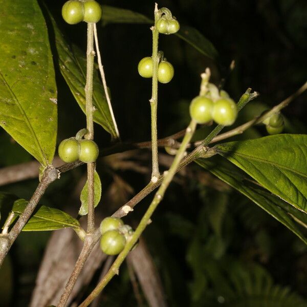 Adenophaedra grandifolia Fruit