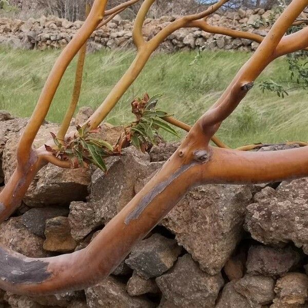 Arbutus canariensis പുറംതൊലി