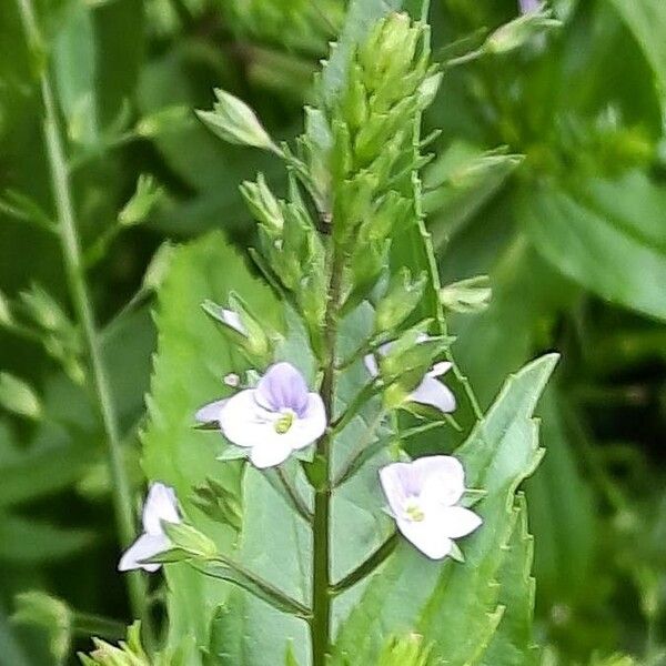 Veronica anagallis-aquatica Blodyn