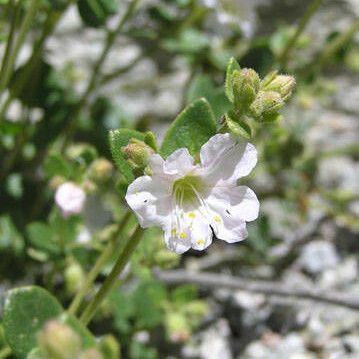 Mirabilis laevis Fiore