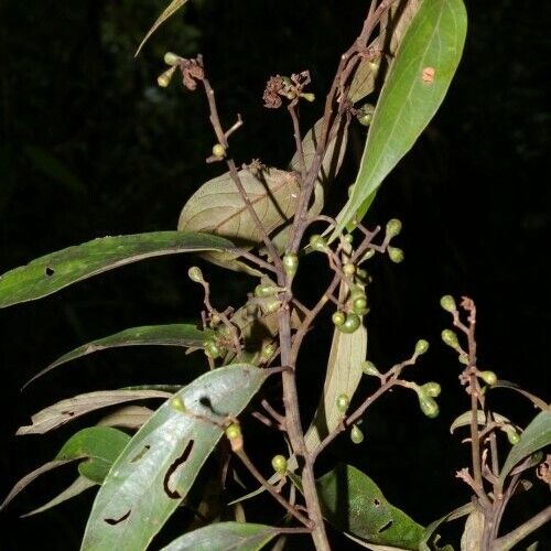 Nectandra cuspidata Лист