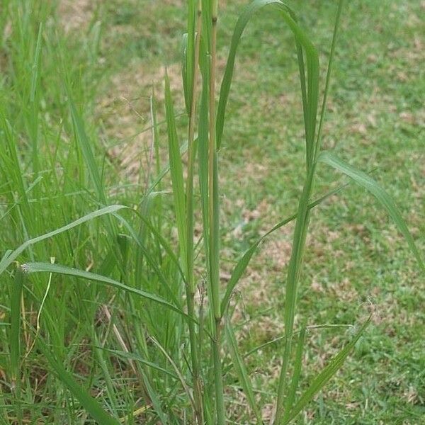 Paspalum urvillei Habit