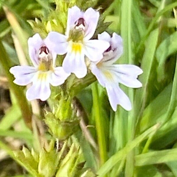 Euphrasia stricta Blomst