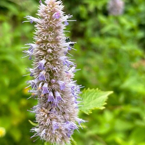 Agastache foeniculum ফুল