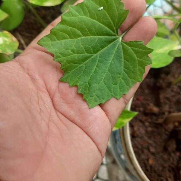 Cucumis melo Leaf