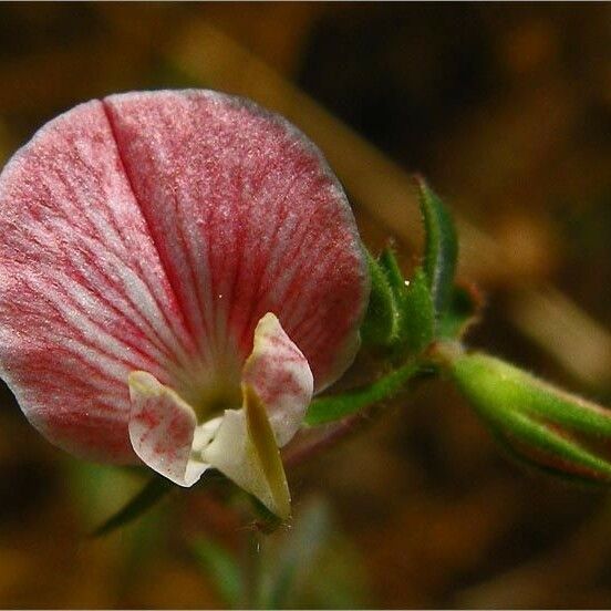 Acmispon americanus Blomma