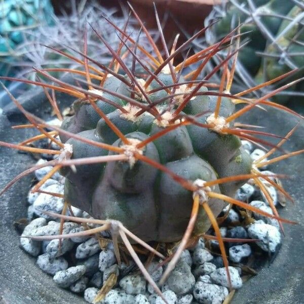 Gymnocalycium pflanzii Feuille