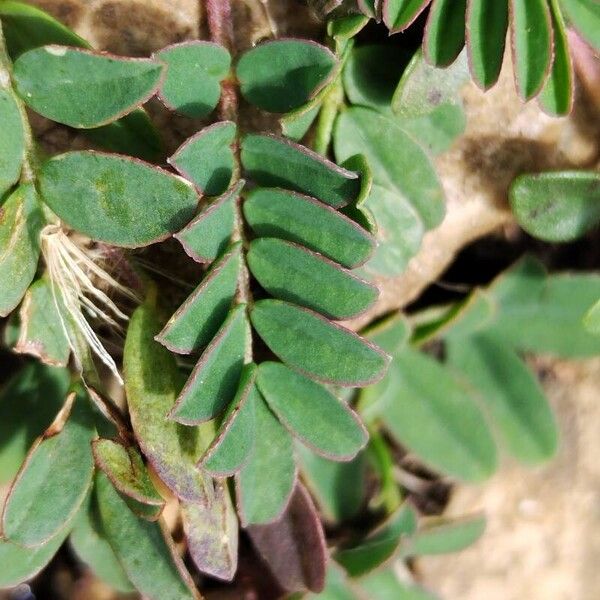 Hippocrepis comosa Folha