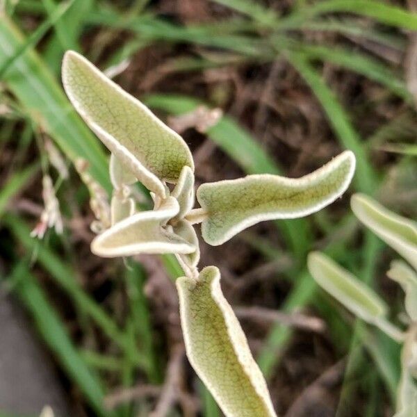 Phlomis purpurea Blad