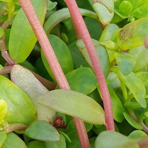 Portulaca umbraticola Ŝelo