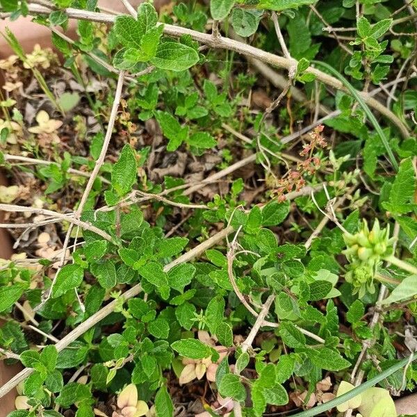 Lantana viburnoides Leaf