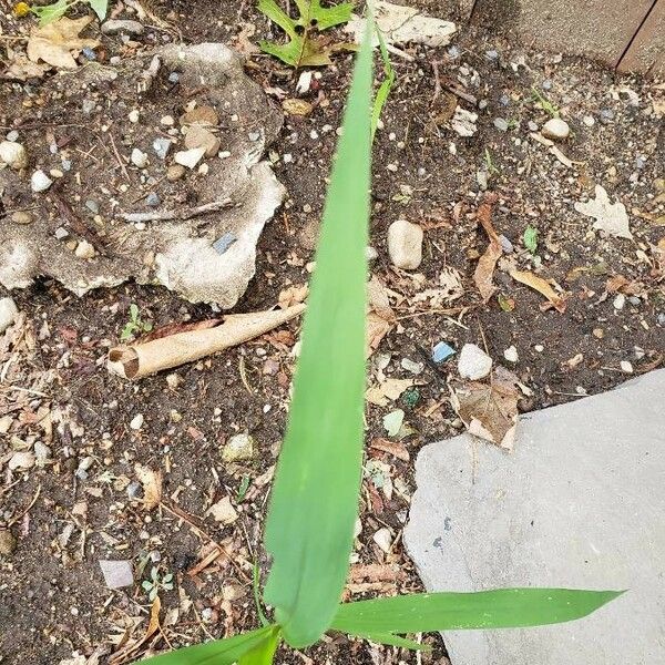 Digitaria sanguinalis Leaf