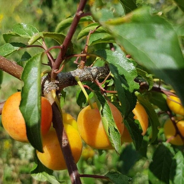 Prunus brigantina Arall