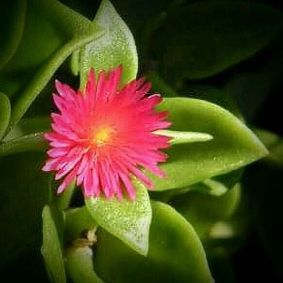 Aptenia cordifolia Fiore