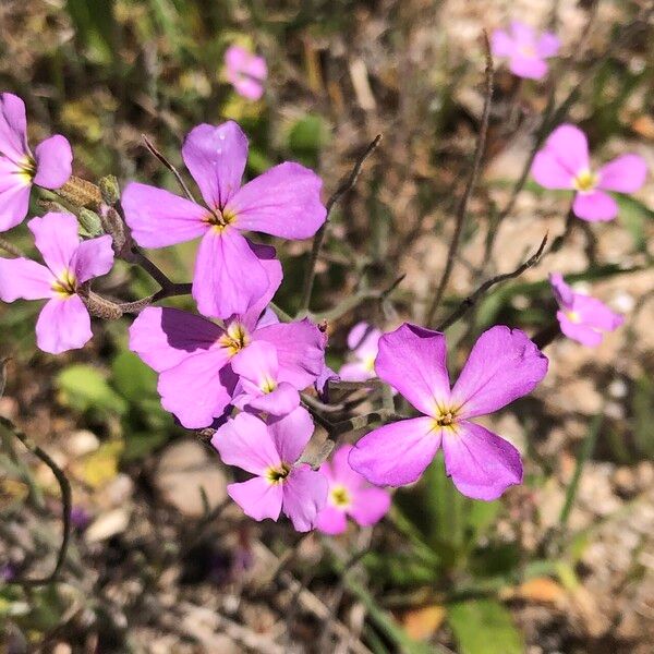 Marcus-kochia triloba 果實