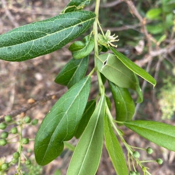Boscia mossambicensis Leaf