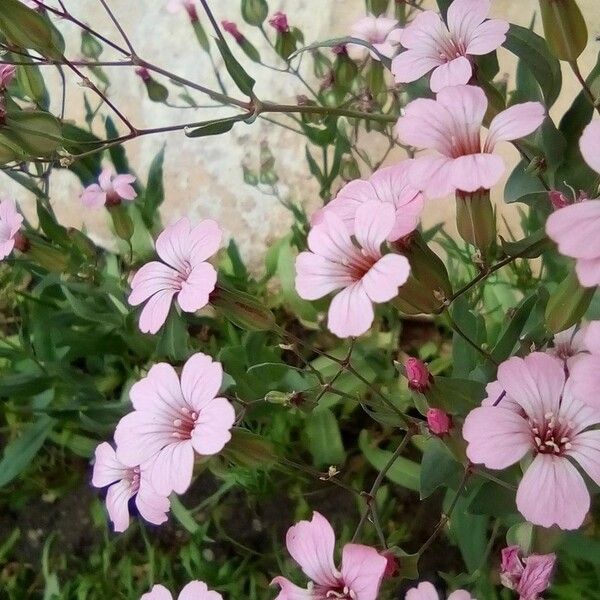 Gypsophila vaccaria Kwiat