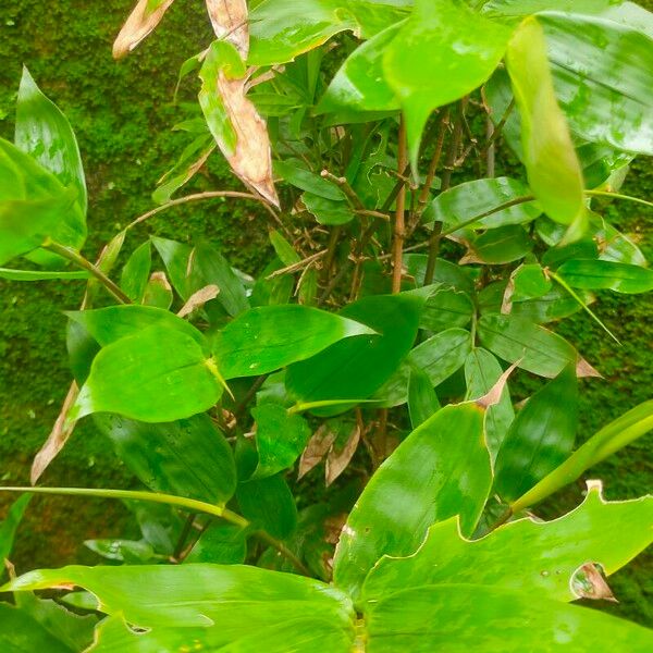 Olyra latifolia Leaf