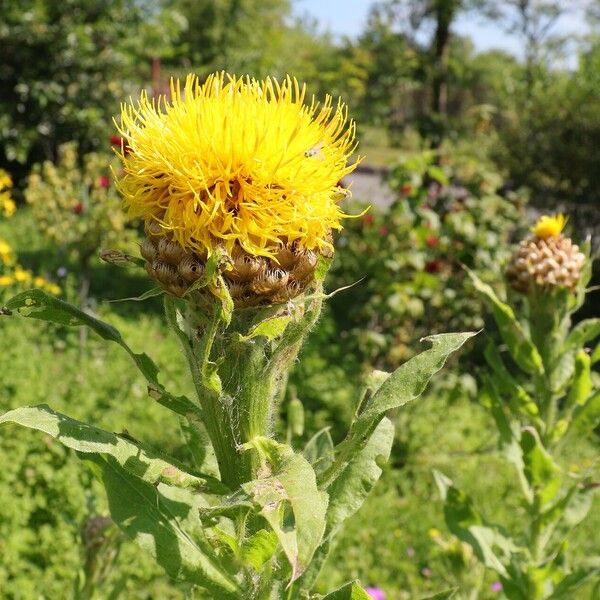 Centaurea macrocephala Blomst