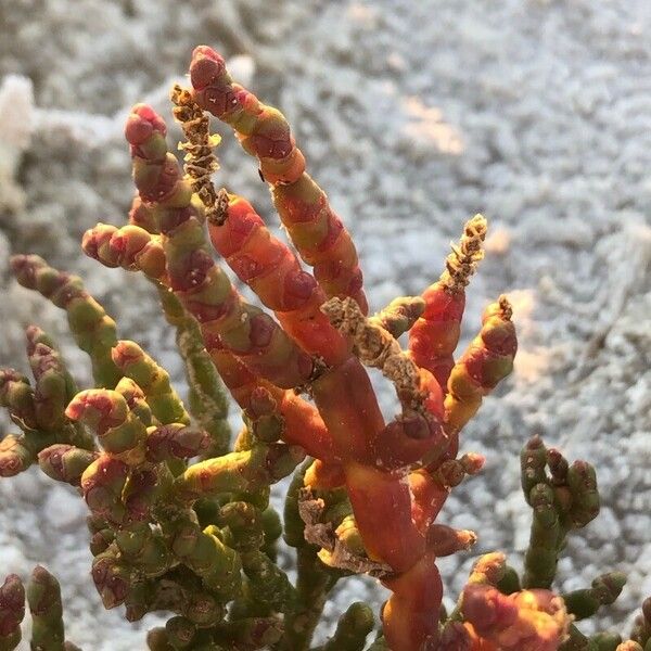 Salicornia europaea Frunză