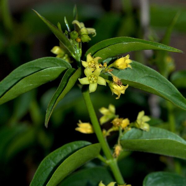 Vincetoxicum hirundinaria Flower