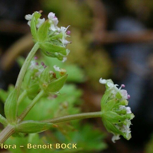 Helosciadium repens ফল