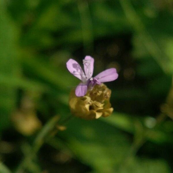 Petrorhagia prolifera Blüte