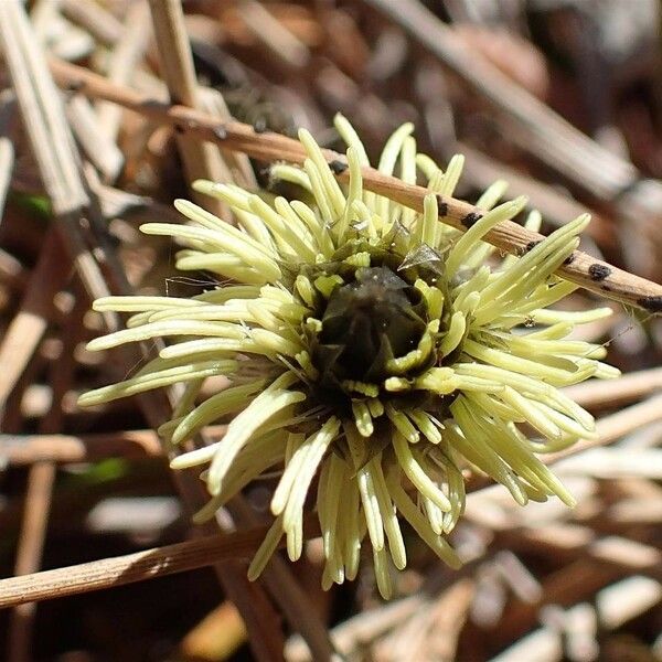 Eriophorum vaginatum Fruit