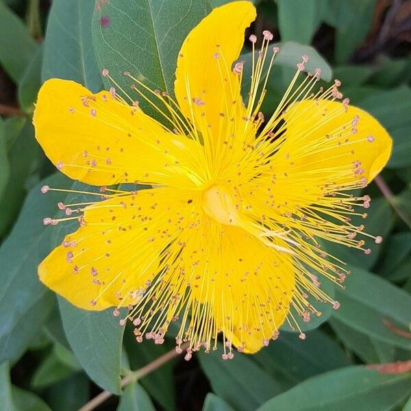 Hypericum calycinum Flor